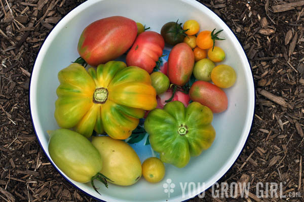 Todays sad tomato harvest