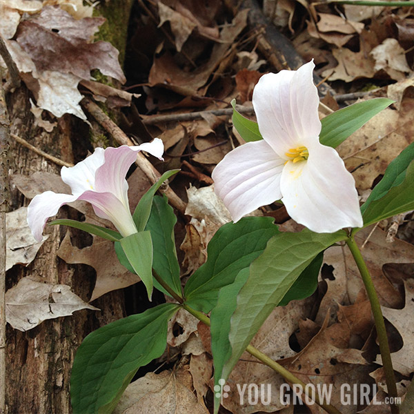 trillium_pink