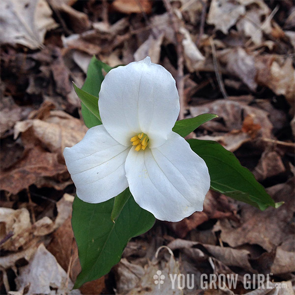 trillium_white