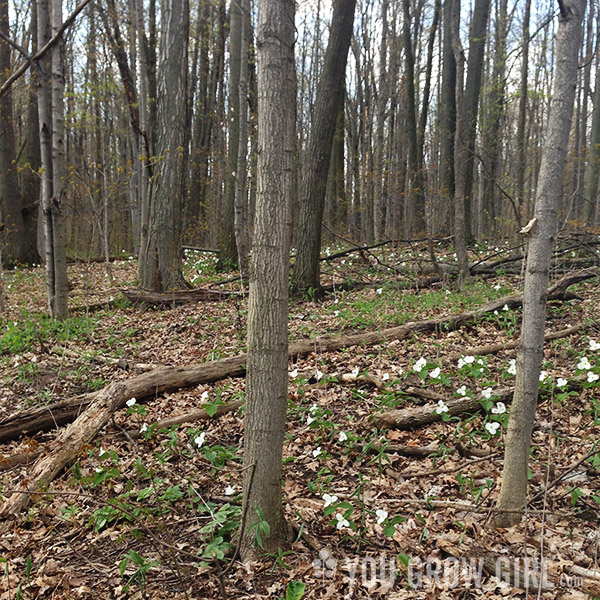 trilliums