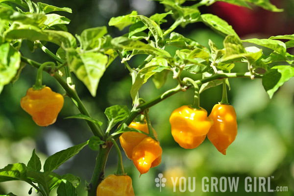 Pepper Trinidad Perfume Grown in a Container