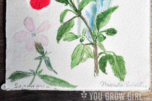 Hand Painted Vintage Botanical Postcard 1941