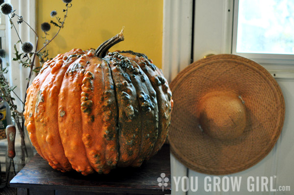 Warty Pumpkin