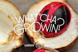 Whatcha Growin? episode 10