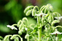 White Borage