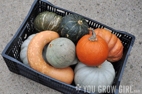 Winter Squash and Pumpkins