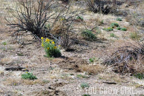 woolly marigold