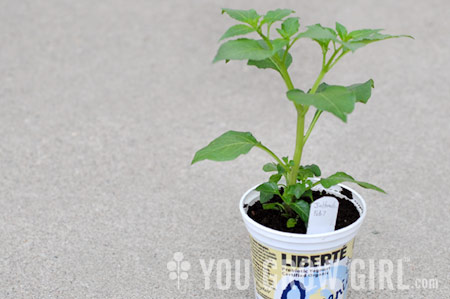 Joining this reusable planter train. Plastic yogurt cups plant