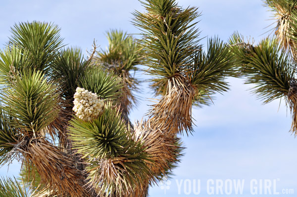 yucca brevifolia in bloom