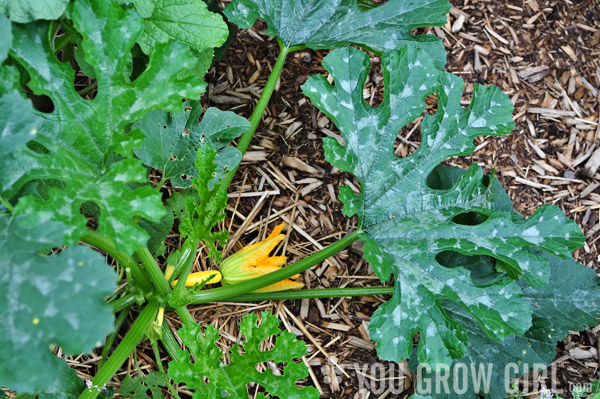 zucchini giallo de italia